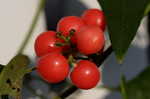 Carolina coralbead